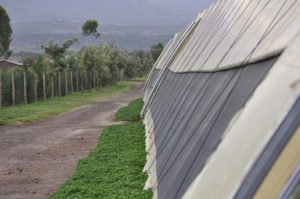 gothic-greenhouses-page-gallery (7)