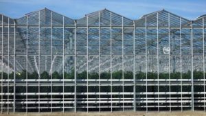 greenhouses-sale-page-venlo