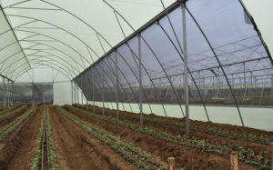 home-greenhouses-for-sale-polyfilm