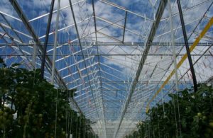 venlo-greenhouses-page-gallery-pic4