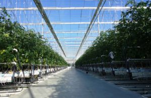 venlo-greenhouses-page-gallery-pic6