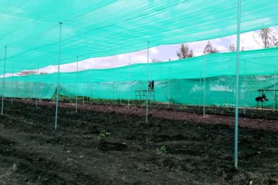 projects-ngong-veg-featured