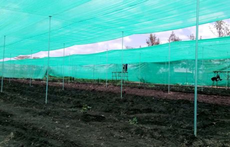 projects-ngong-veg-featured