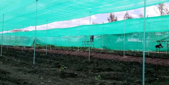 projects-ngong-veg-featured